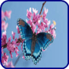 Miss-Butterfly